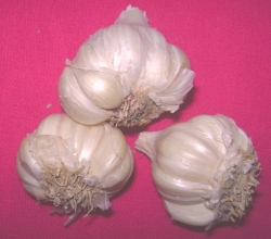 Garlic side effects